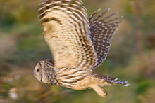 Barred Owl